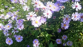 DSC_1047 (2).webp
