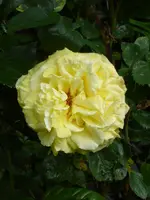 P1000648.webp
