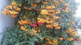 DSC_1344 (3).webp