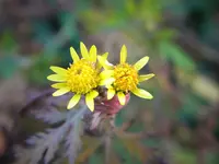 DSCN7438.webp