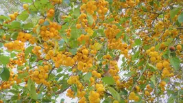 P1200430.webp