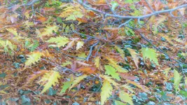 P1200445.webp