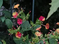 DSC02741.webp