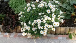 IMG_20191021_085335170.webp