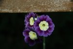 DSC08425.JPG