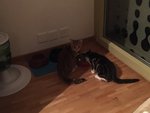 A438B0E0-8A20-4D74-9320-BB8E4BD3F41D.jpeg