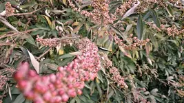 DSC_1414 (2).webp