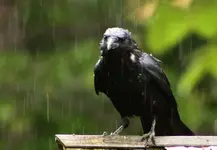 Krähe arme nasse.webp