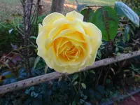 DSC00721.webp