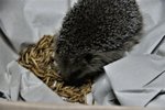 DSC08432.JPG