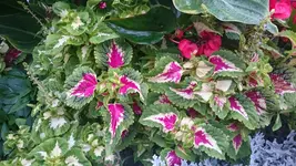 DSC_0871 (3).webp