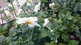 DSC_1077 (2).webp