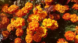DSC_1069 (2).webp