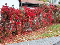 image001.webp