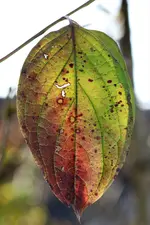 image003.webp