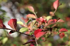 image004.webp