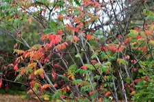 image005.webp