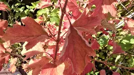 DSC_1210 (2).webp