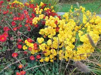 DSCF3201 (2).webp