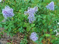 DSCF3209 (2).webp