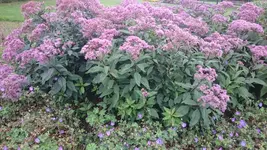 DSC_0894 (3).webp