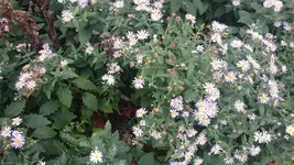 DSC_0905 (5).webp