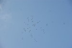 DSC08441.JPG