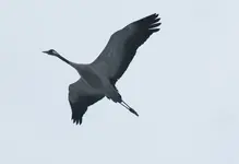DSC09199.webp