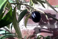 IMGP4181.webp