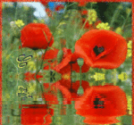 mohn.gif