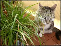 c017.webp