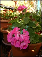 c018.webp