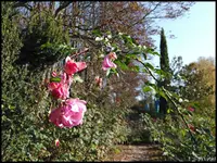 c022.webp