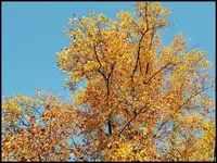 c026.webp