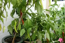 Paprika  0219.webp