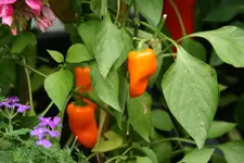 Paprika  0519.webp