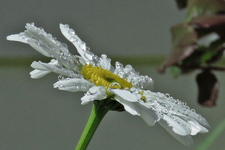 IMG_7628 2 v.JPG