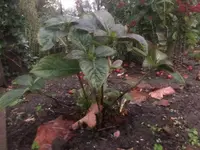 IMG-20191103-WA0002.webp