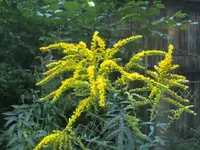 BILD1411.webp