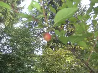 BILD1364.webp
