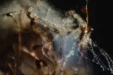 0M3A2595.webp