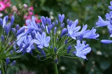 Agapanthus0 315.webp