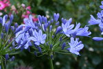 Agapanthus0 315.JPG