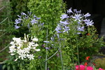 Agapanthus0115.JPG