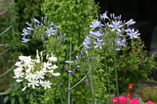 Agapanthus0115.webp