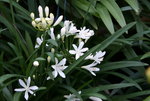 Agapanthus0215.JPG