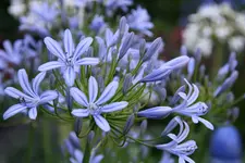 Agapanthus0415.webp