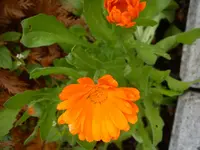 DSC05681.webp