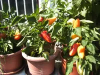 BILD1439.webp