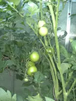 BILD1426.webp